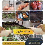 خرید خاک مخصوص حلزون اچاتینا البینو در شیراز