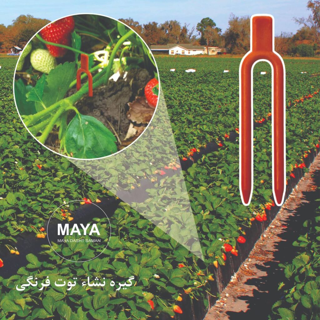 فروش گیره رانر توت فرنگی