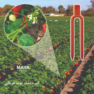 فروش گیره رانر توت فرنگی
